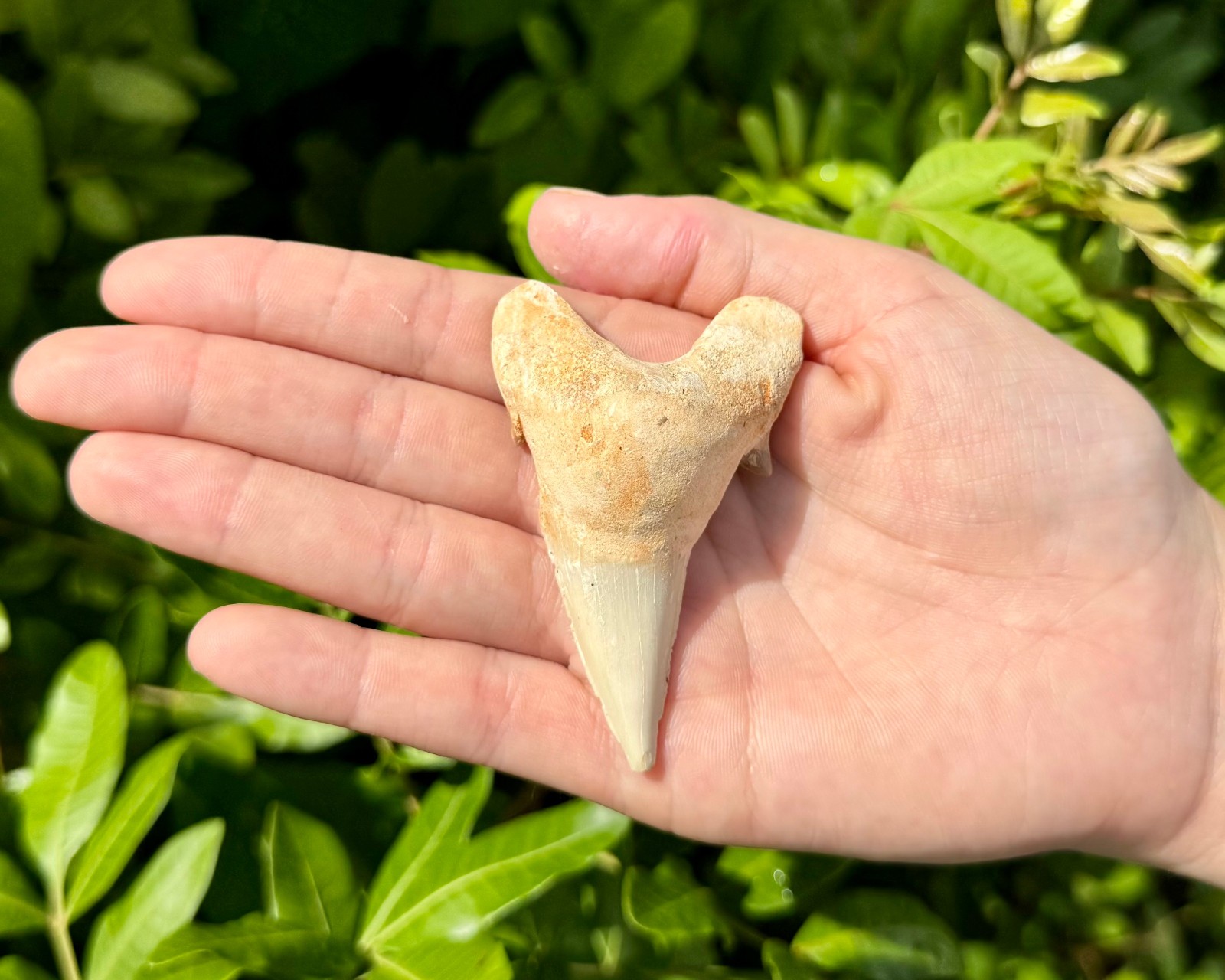 LARGE Shark Tooth Fossils, Natural Fossilized Shark Teeth - Choose Size & Amount