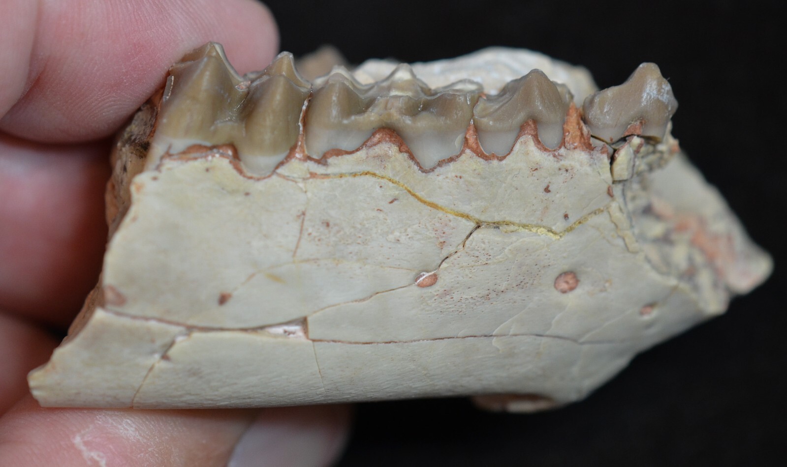 Juvenile Oreodont Jaw In Matrix Merycoidodon Fossil Badlands SD Oligo. O1554