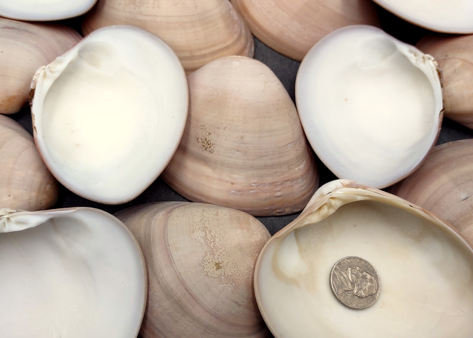 Mocha Clam Seashells Megapitaria Squalida (3 shells approx. 3+ inches)