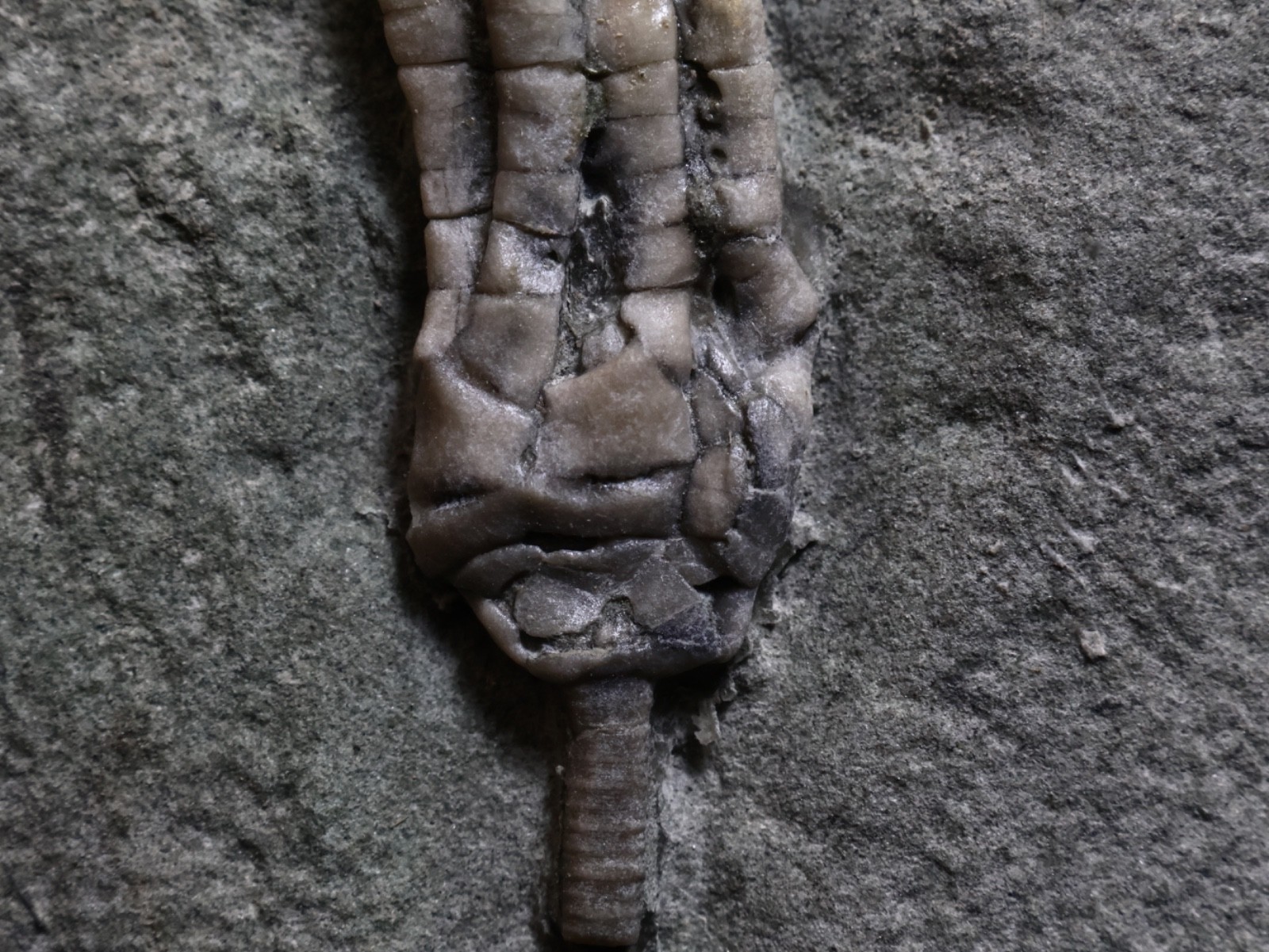 Two Scytalocrinus decadactylus Fossil Crinoids, Crawfordsville, Indiana