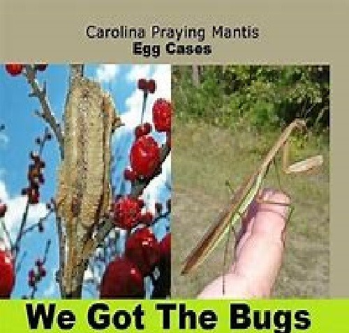 Two Freshly Harvested Carolina Praying Mantis Eggs 2 Fresh Picked 2026 season.