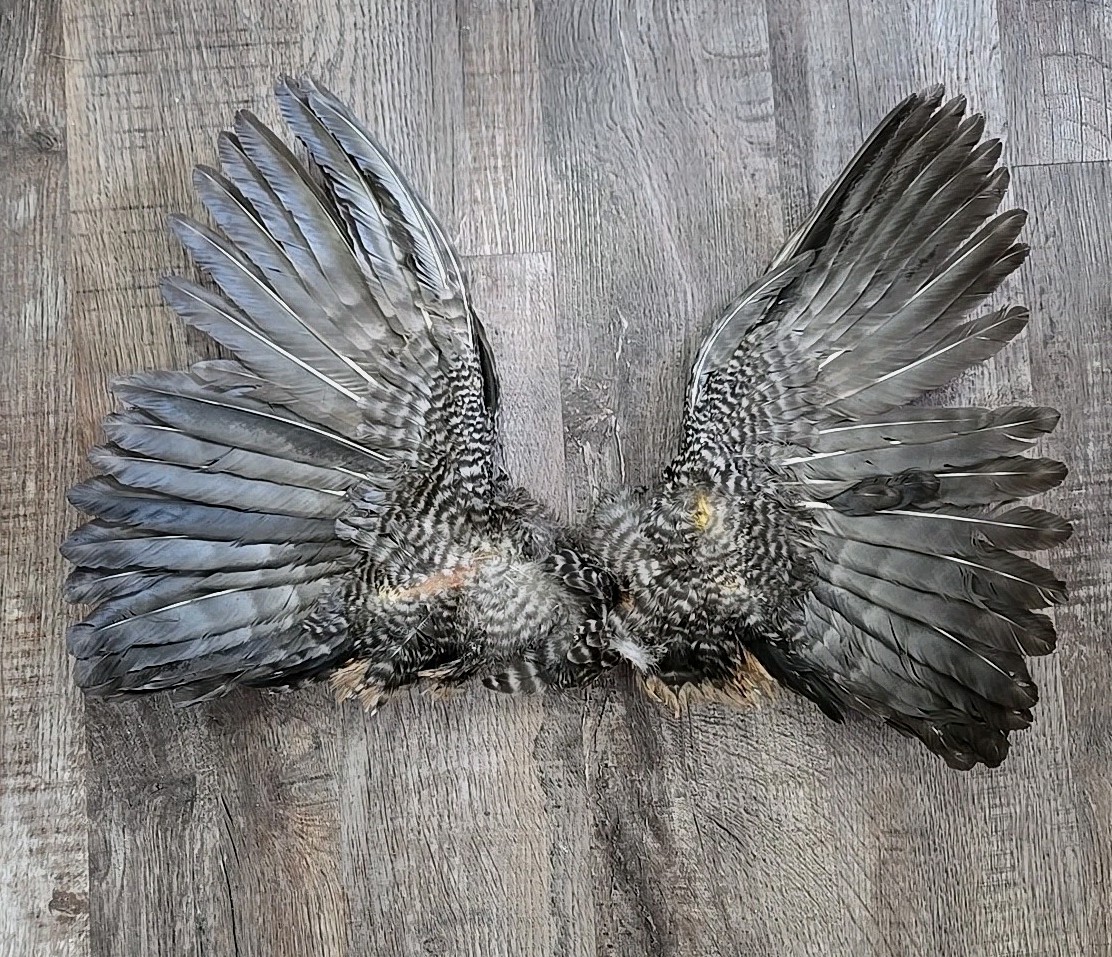 16" Cree Grizzly Chicken Rooster Wings Craft Bird Fly Tying Feathers Taxidermy