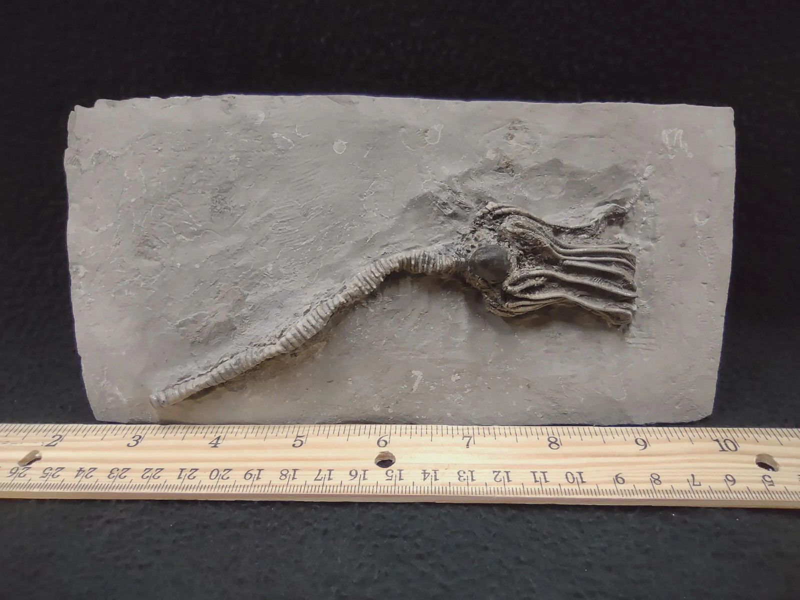Gastropod on Fossil Crinoid, Crawfordsville, IN