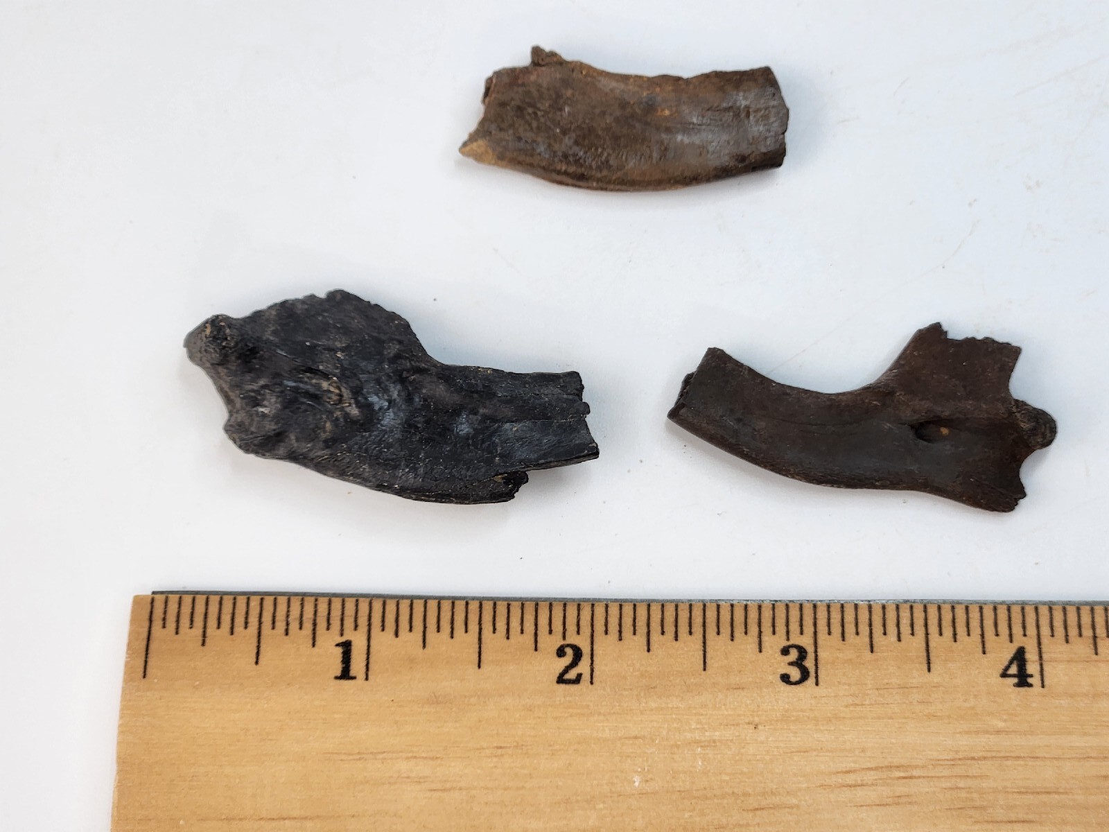 Mammal Jaw Fossil - Florida - Pleistocene Ice Age - 1 Per Purchase