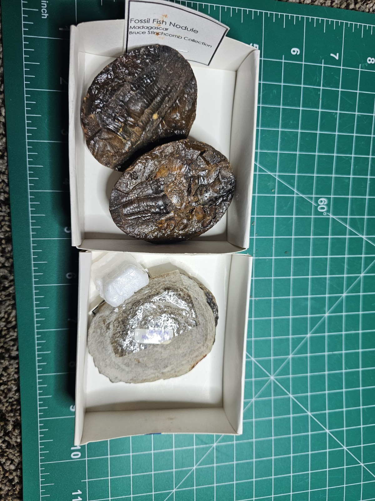 2 Rare Fish  Fossil Nodules Dr Bruce Stinchcomb Collection L.