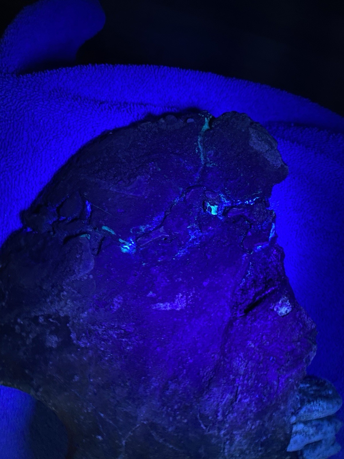 Hippopotamus Jaw Fossil, Indonesia Ice Age