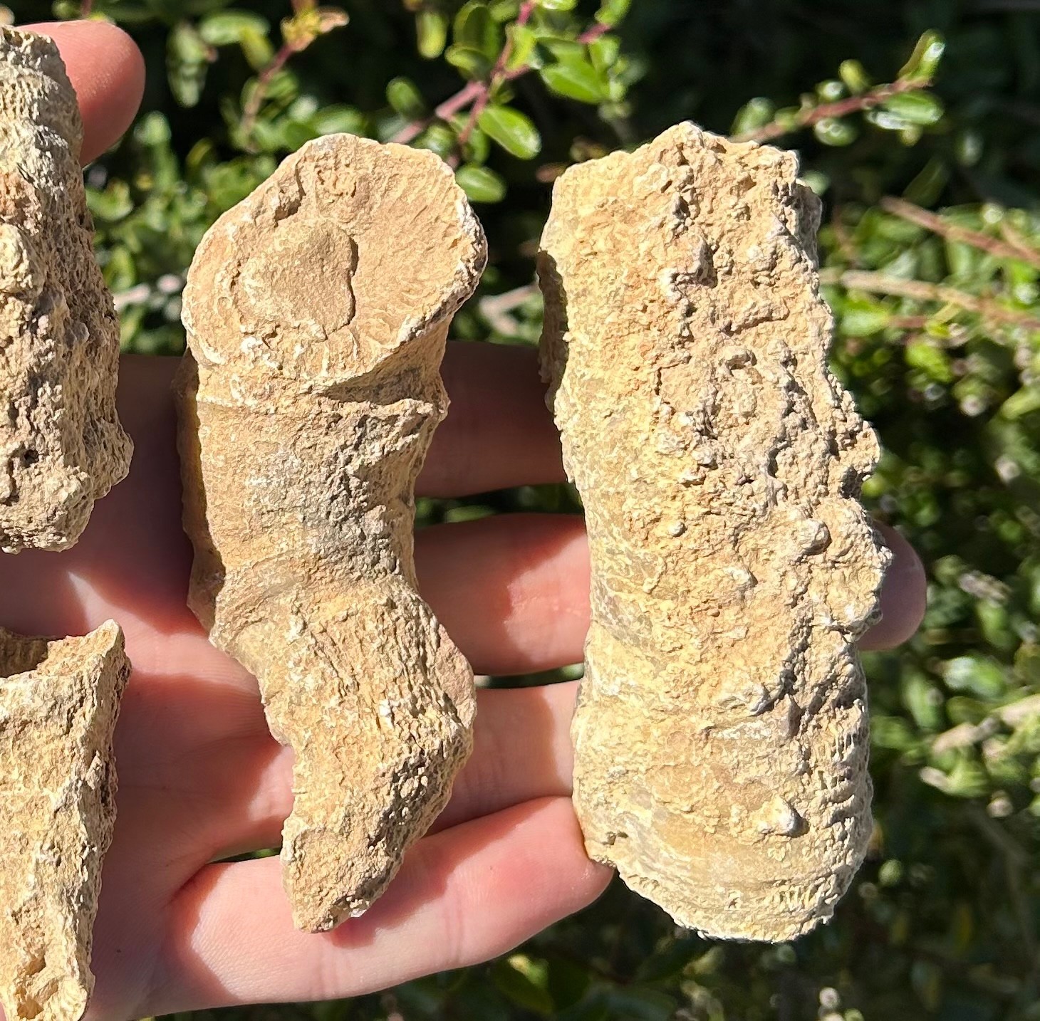 BIG Texas Fossil Horn Coral LOT OF 5 Caninia sp. Pennsylvanian Age