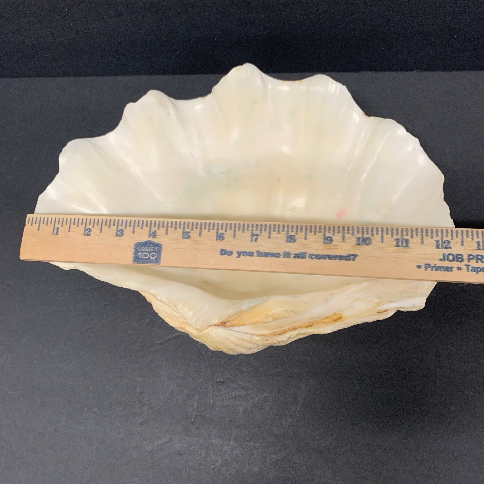 Tridacna Gigas Giant Natural Clam Shell - 12.5"x 8.5" - 5.11 lbs Vintage
