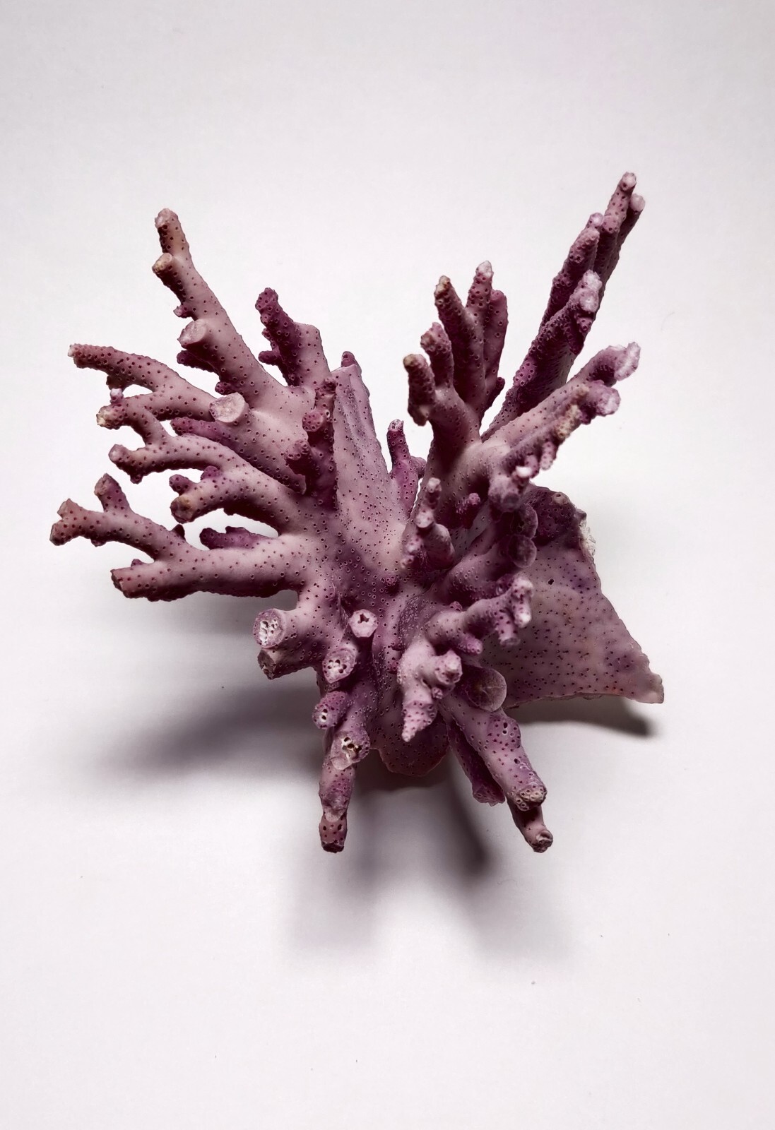 Rare Purple / Lavender Hydrocoral Coral from California Home Decoration