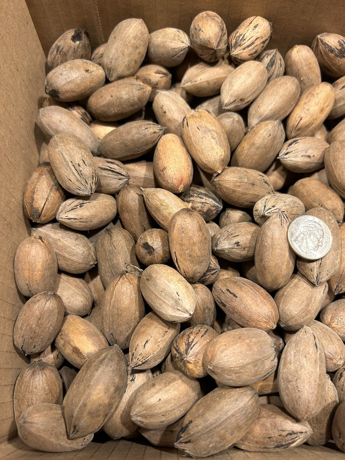10 Lbs. Fresh 2025 Stuart Pecans In The Shell, Great For Squirrel Feed Or Baking