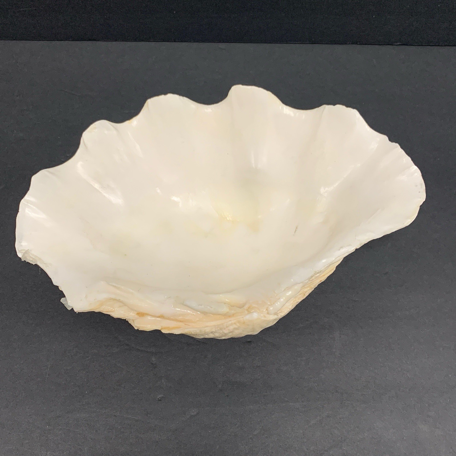Tridacna Gigas Giant Natural Clam Shell - 11"x 7.5" 3.5lbs *Chipped* Vintage