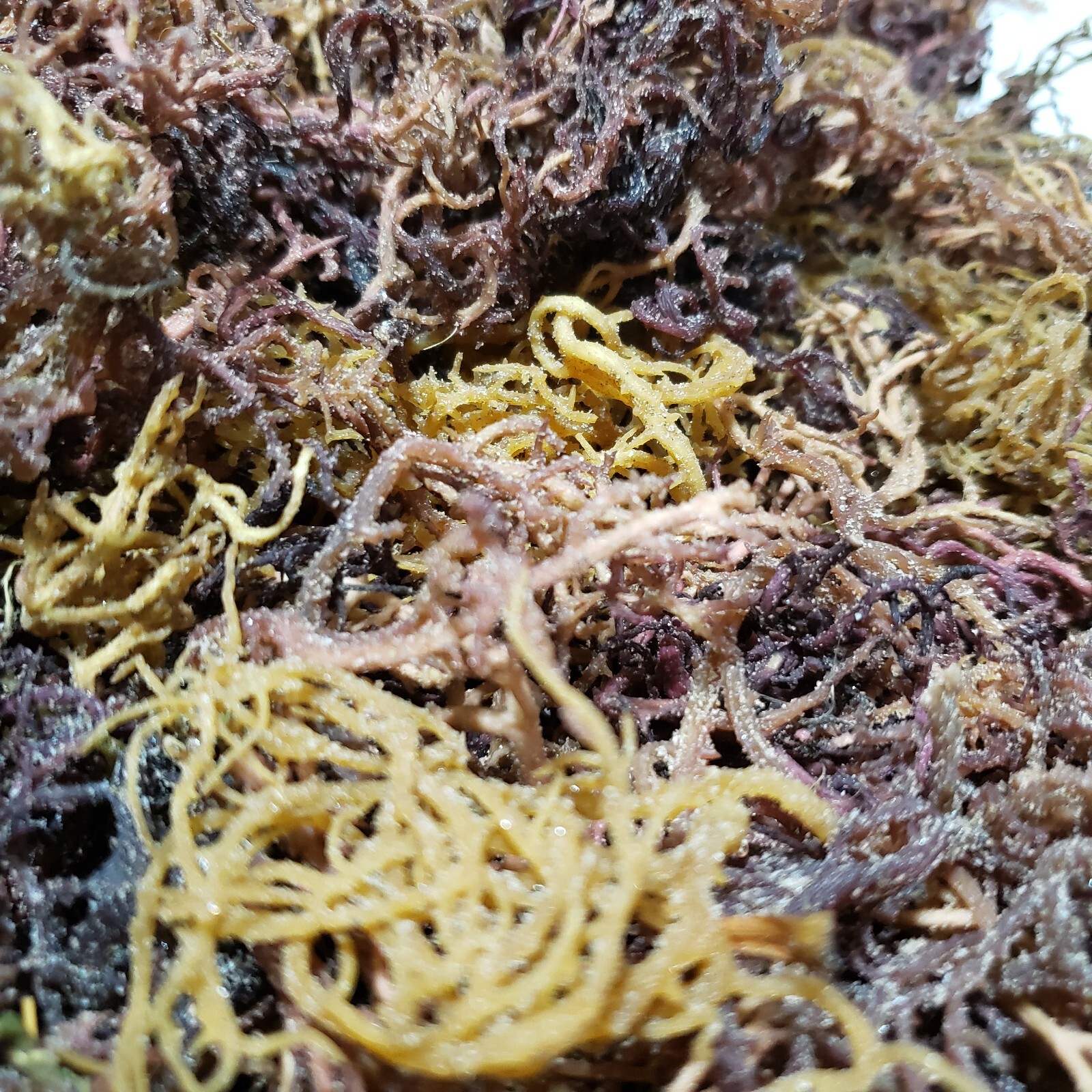Organic Purple Irish Sea Moss I Wild Crafted Superfood I Raw Sun dried Seamoss