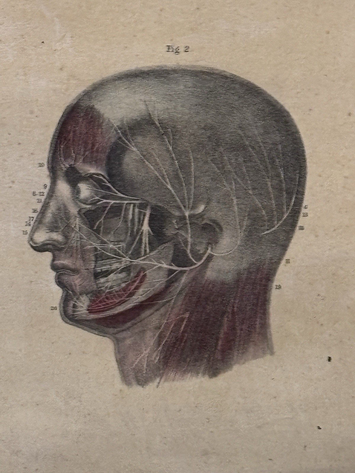 Antique 19th Century Kelloggs Bourgery Jacob Neurology Anatomical School Poster