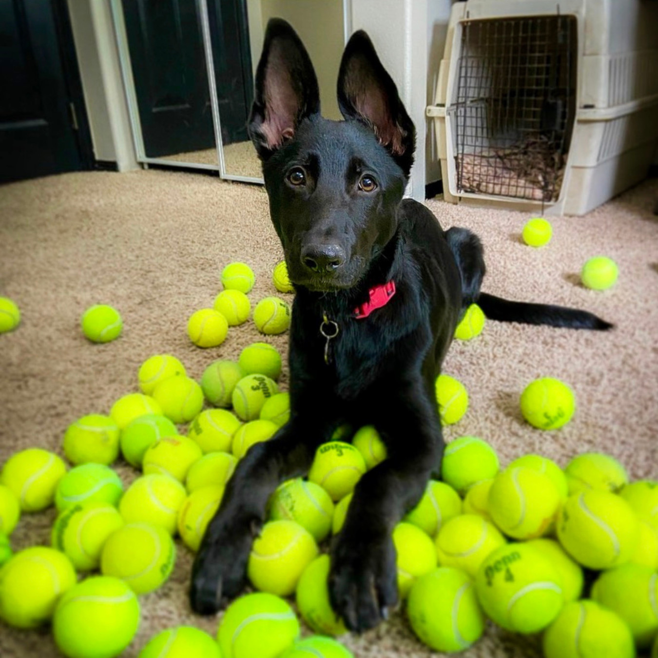 100 Used Tennis Balls for Dogs - Fast Shipping!
