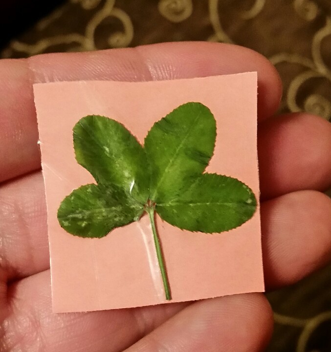 Real 4 Four Leaf Clover  $1.50