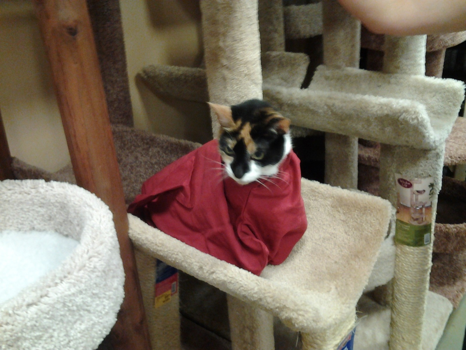 Cat-in-the-bag Cozy Comfort Carriers Gently Used