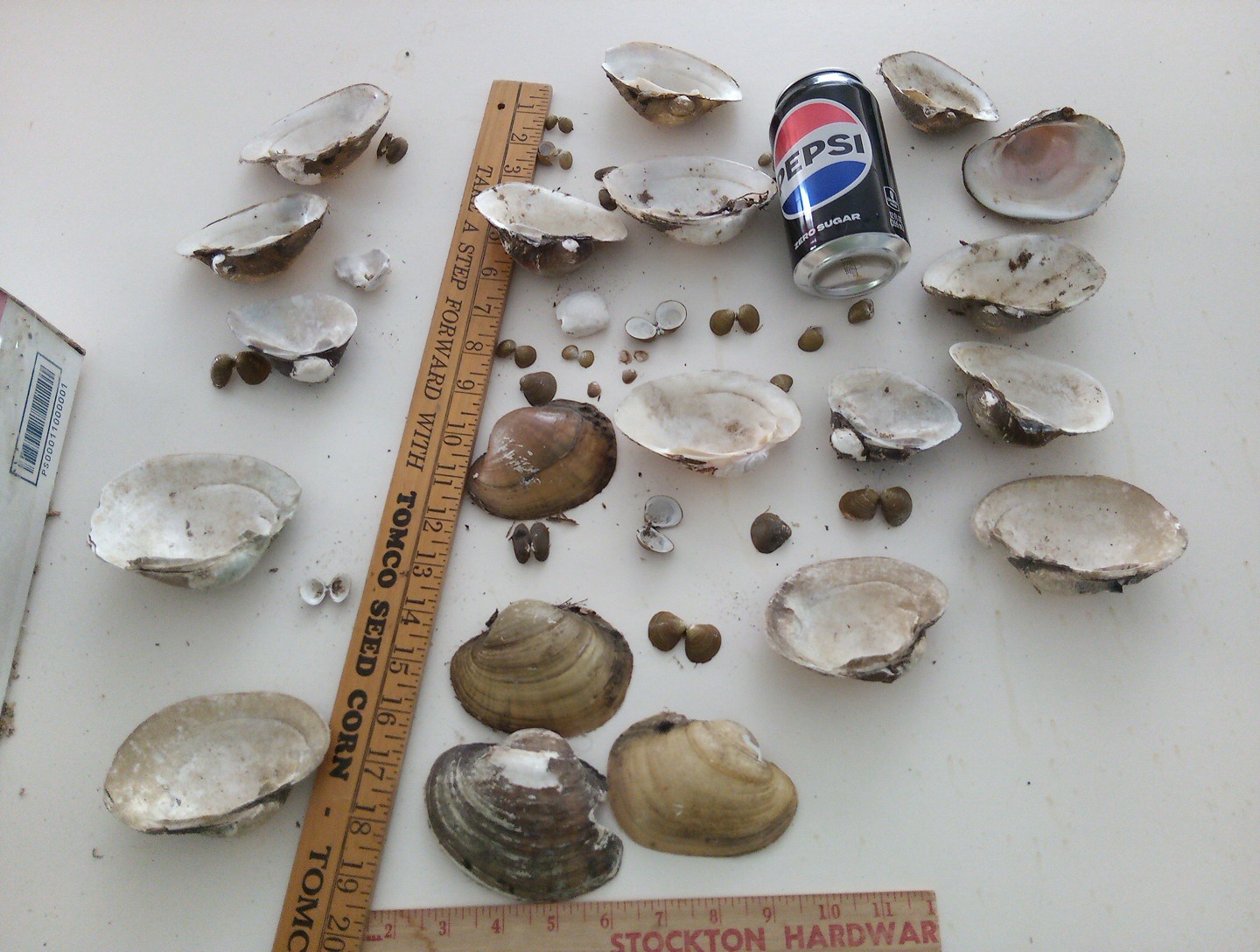 Lot Of Mississippi River Clam Shells,Mother of Pearl,Crafts,Aquariums