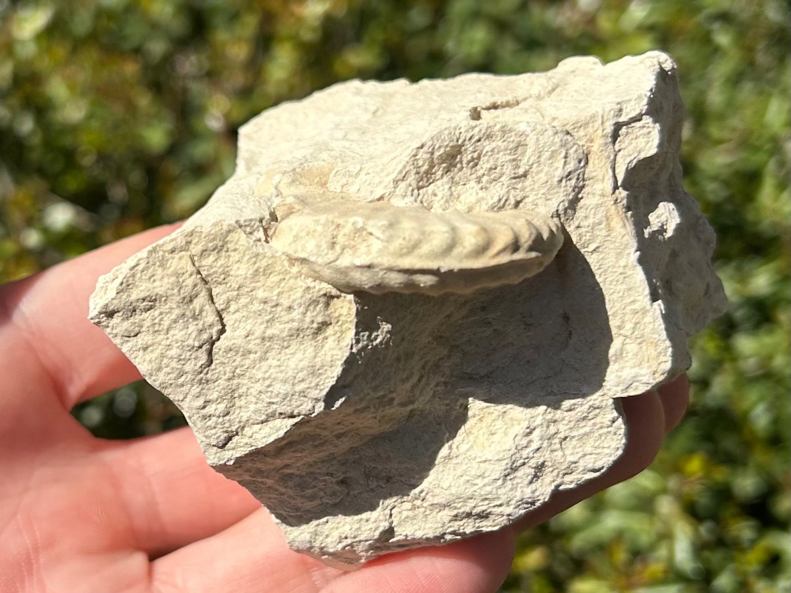 Unprepped Ammonite Fossil in Matrix Mortoniceras Texas Cretaceous Duck Creek Fm