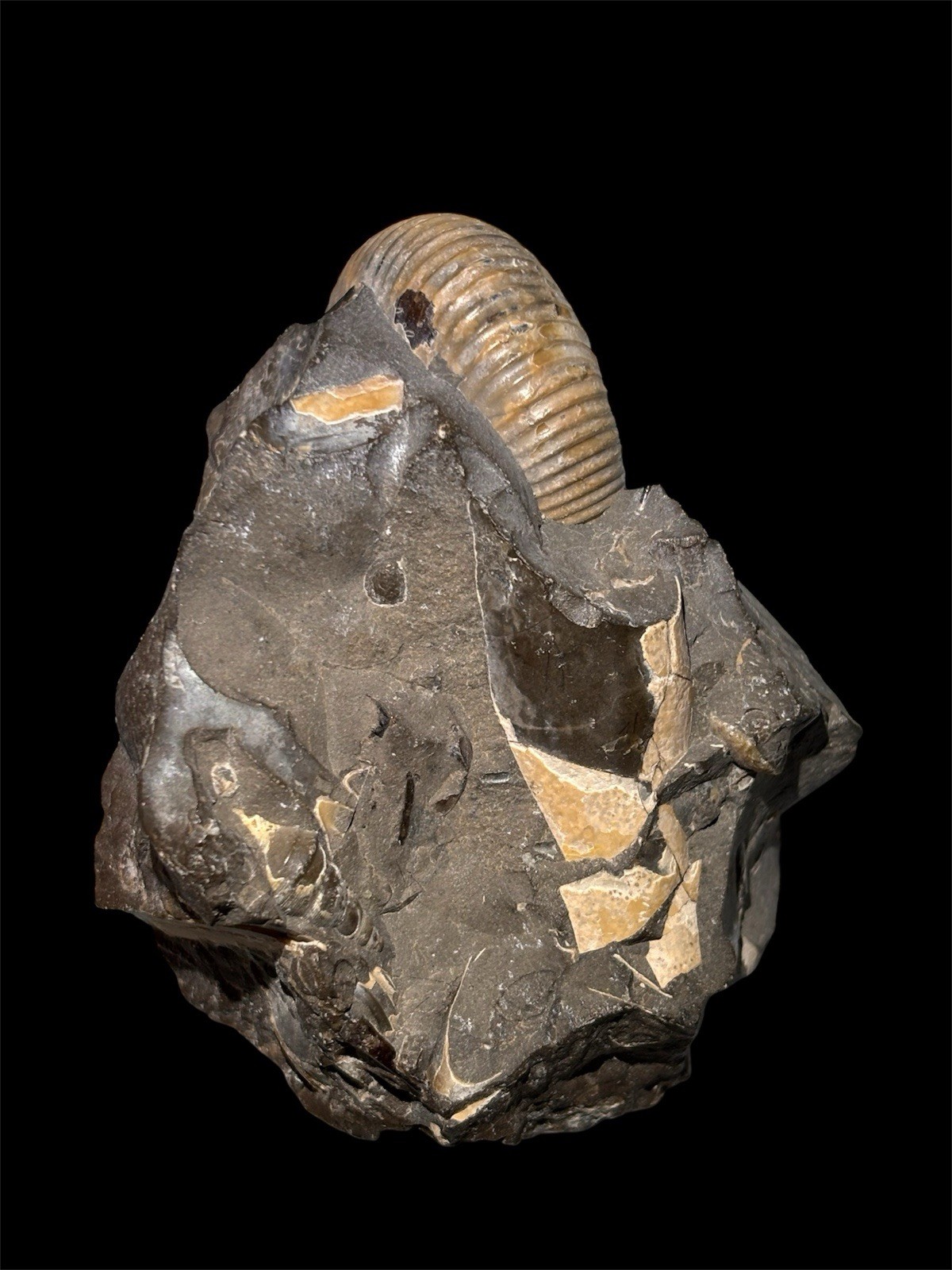 Ammonite Fossil Bundle Lot of 5 Specimens