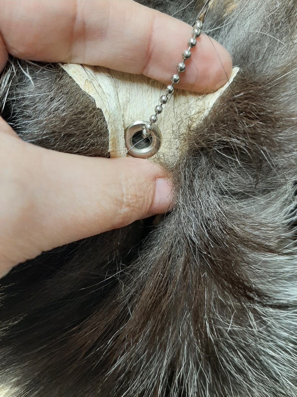 Silver Fox Tail with Grommet & Chain (Key Chain)