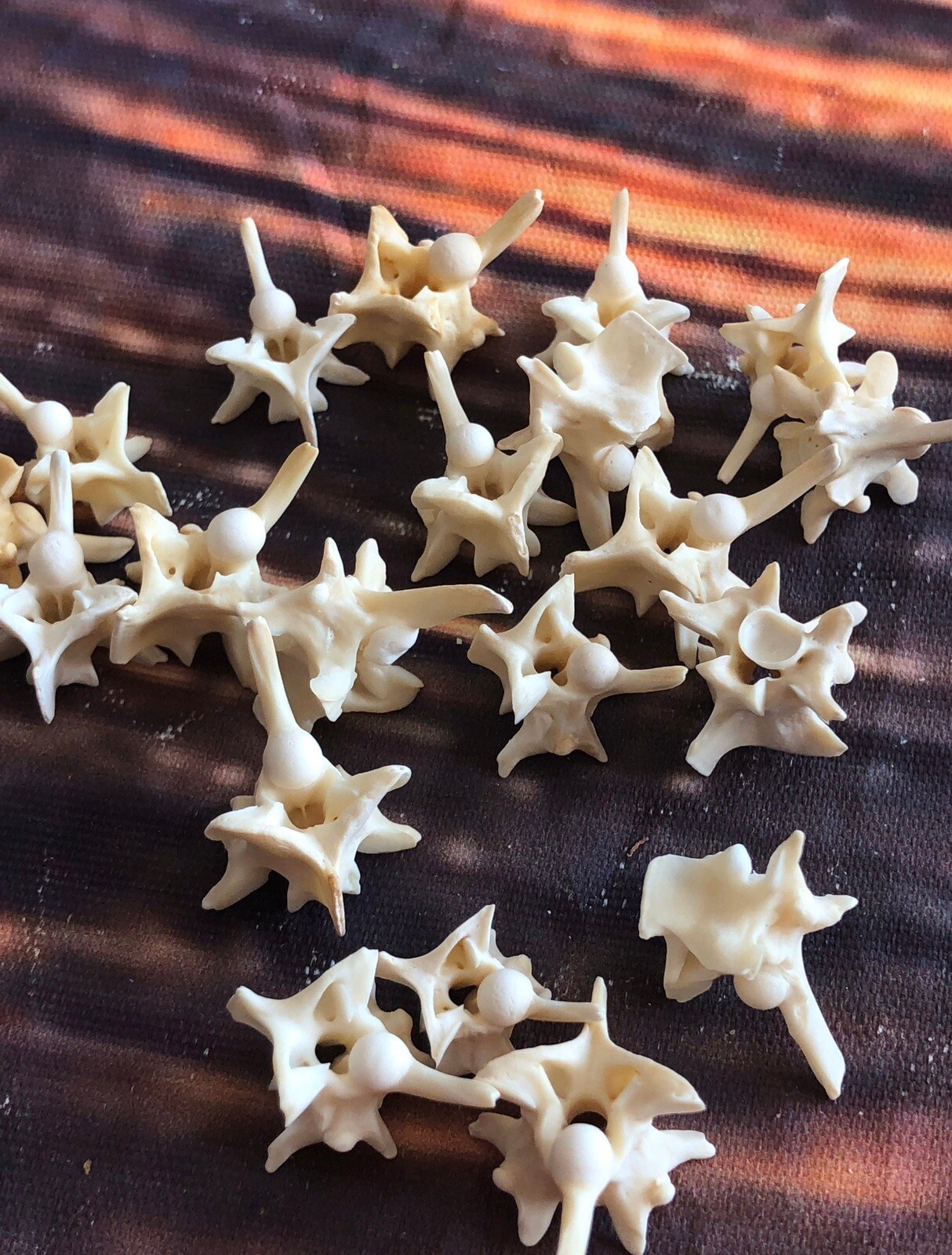 20 Real Jumbo Rattlesnake Vertebrae Vertebrea Bone Gothic Art Craft Jewelry Odd