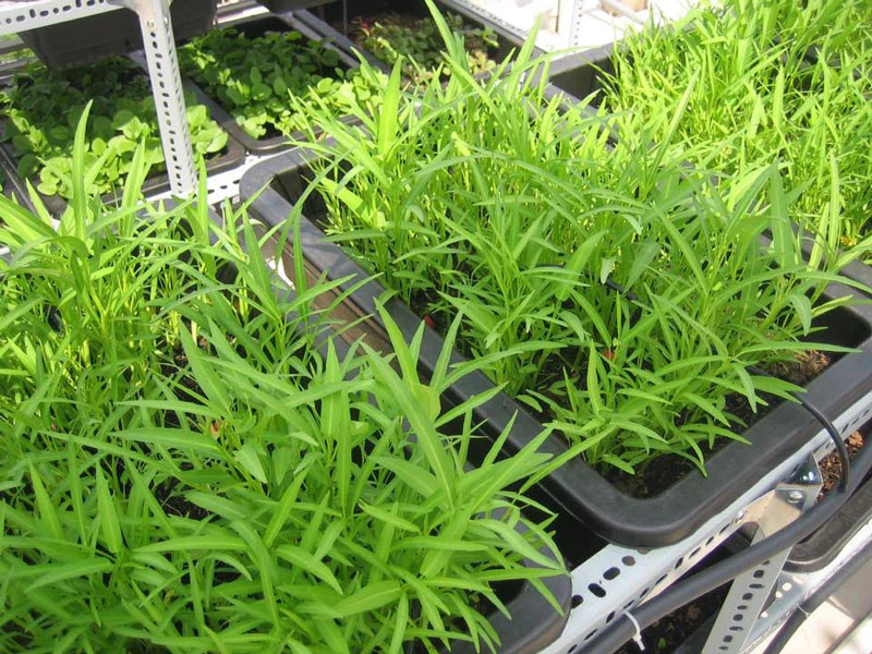 Water Spinach Seeds ,ong choy, kangkong, Rau Muống