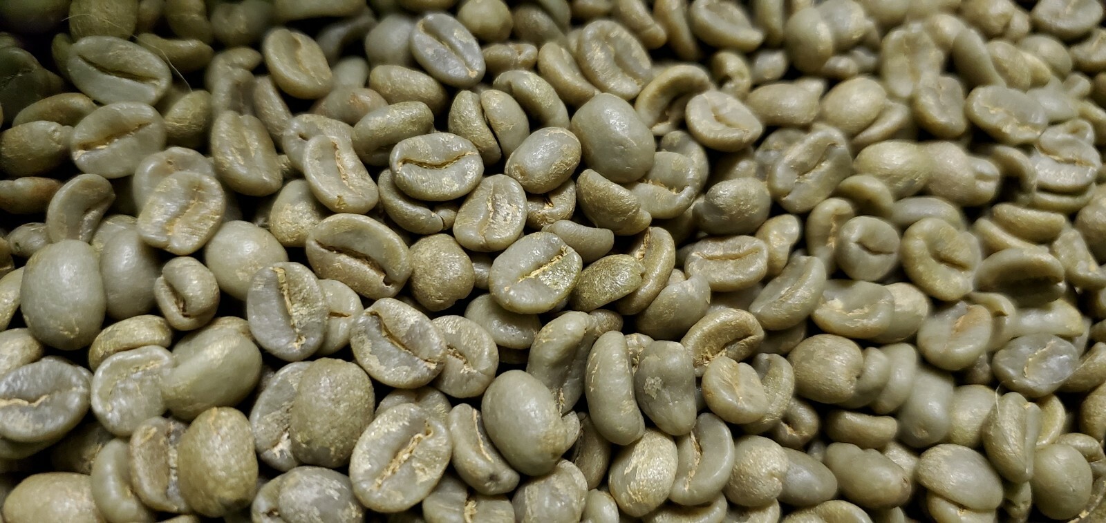 5 LB COSTA RICA, COSTA RICAN, UNROASTED GREEN COFFEE BEANS FIVE POUND - ARABICA