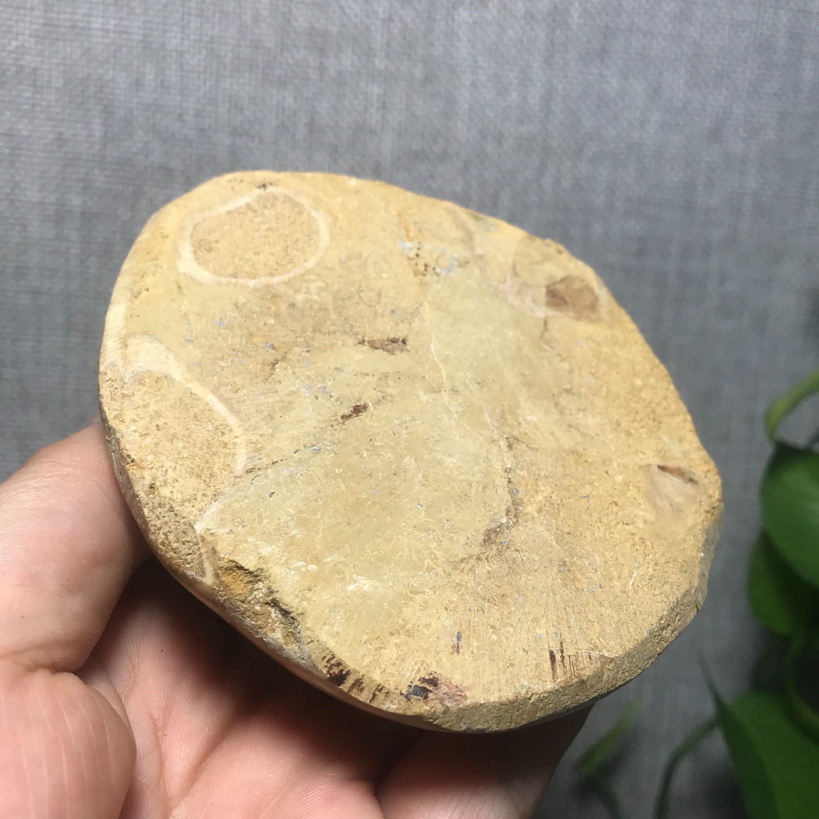 229g Starfish Crystal Specimen 08