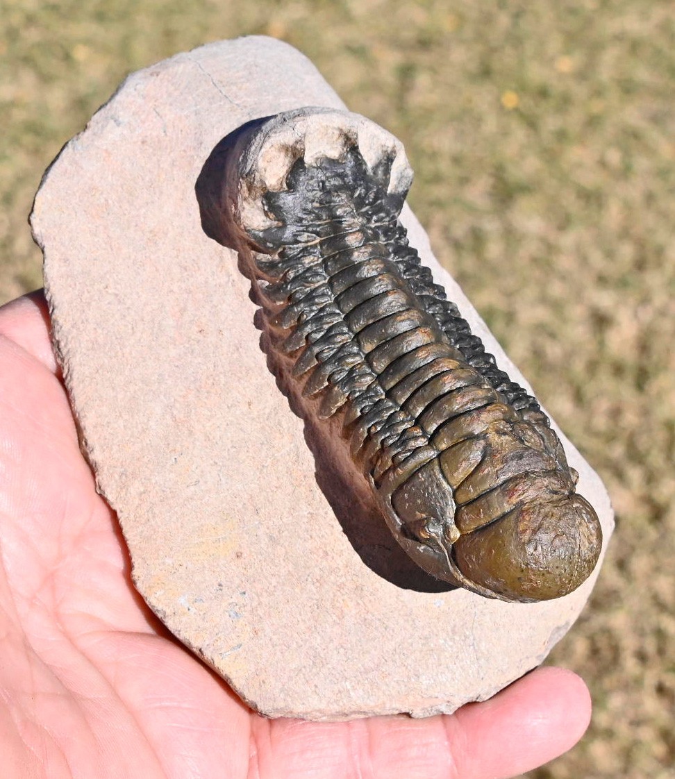 Trilobite Fossil, Crotalocephalus gibbus with a Hypostome,  from  Morocco #2