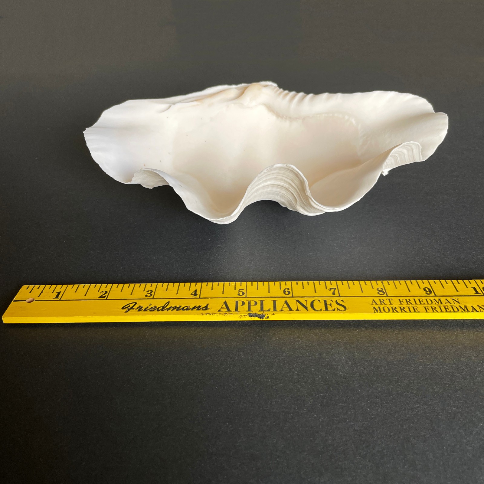 Large Natural Clam Shell • Tridacna • 9 x 6 x 3.75 inches