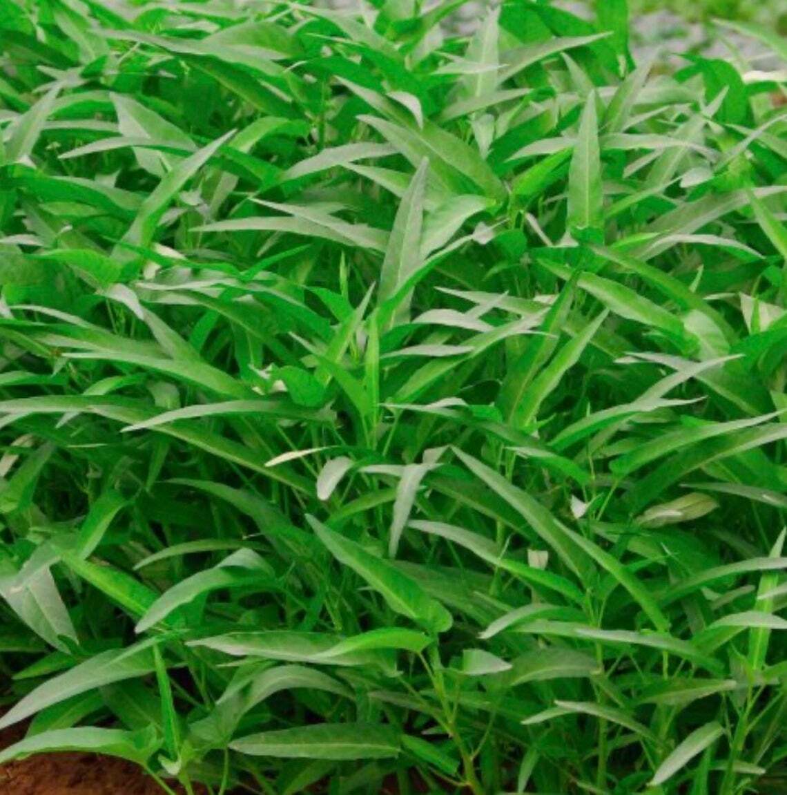 50+ Thai Water Spinach seeds Ong Choy Kangkong Kong Xin Cai Garden Vegetable USA