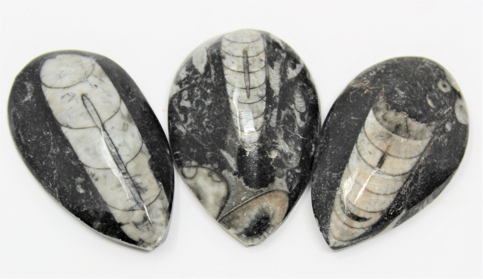 1 x Orthoceras Fossil, Fossilized Ancient Cephalopod (465+ Million Years Old)