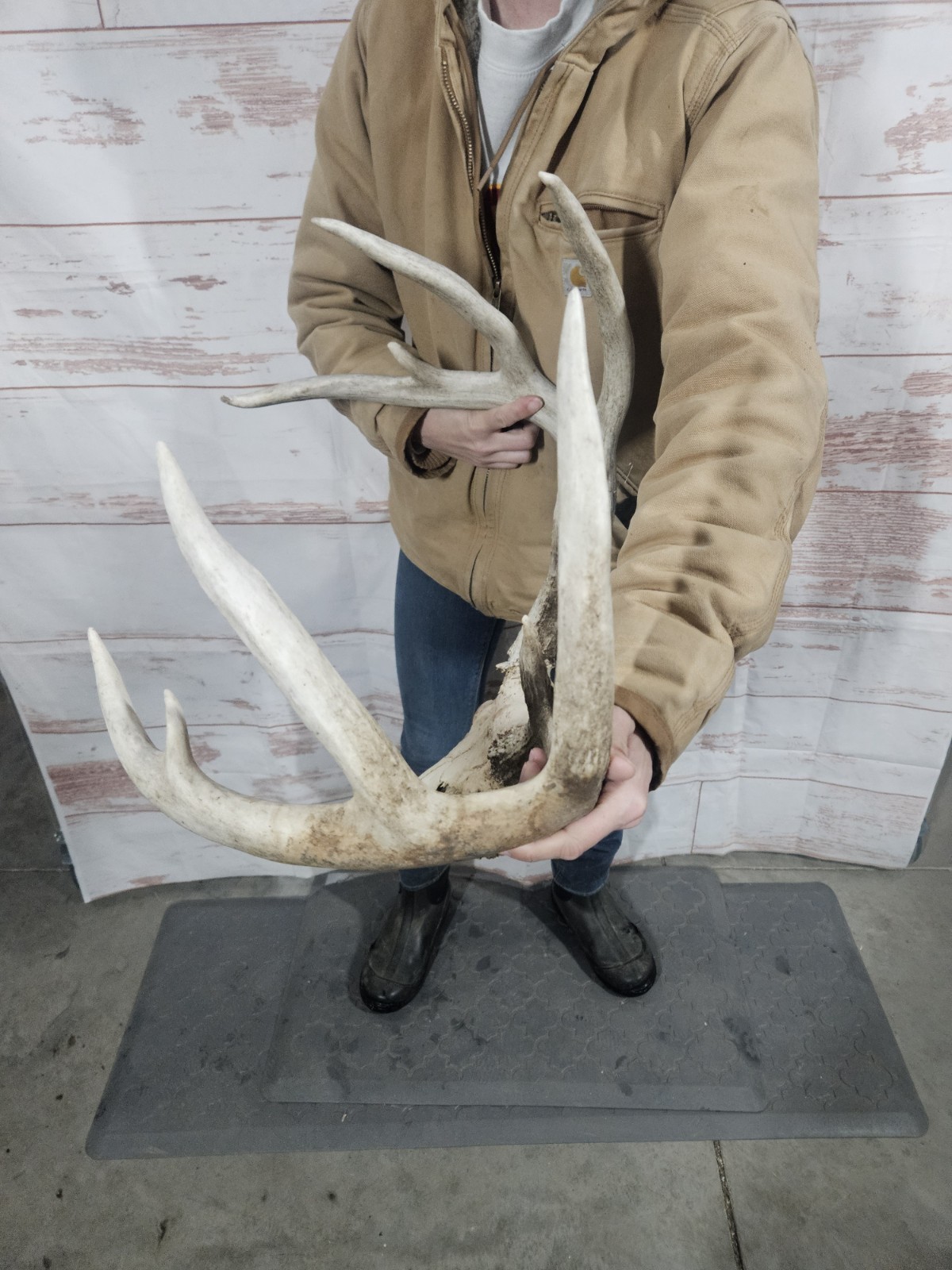 Wild 10 Point Whitetail Deer Antler Rack Horn European Skull Mount Man Cave 148"