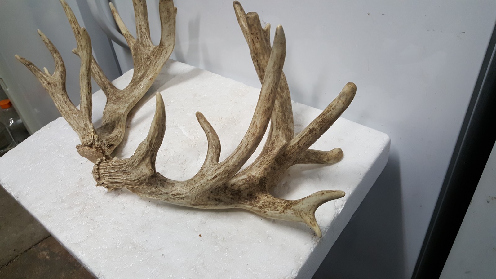 185-4" WHITETAIL DEER sheds Antlers mule mount taxidermy elk rack moose