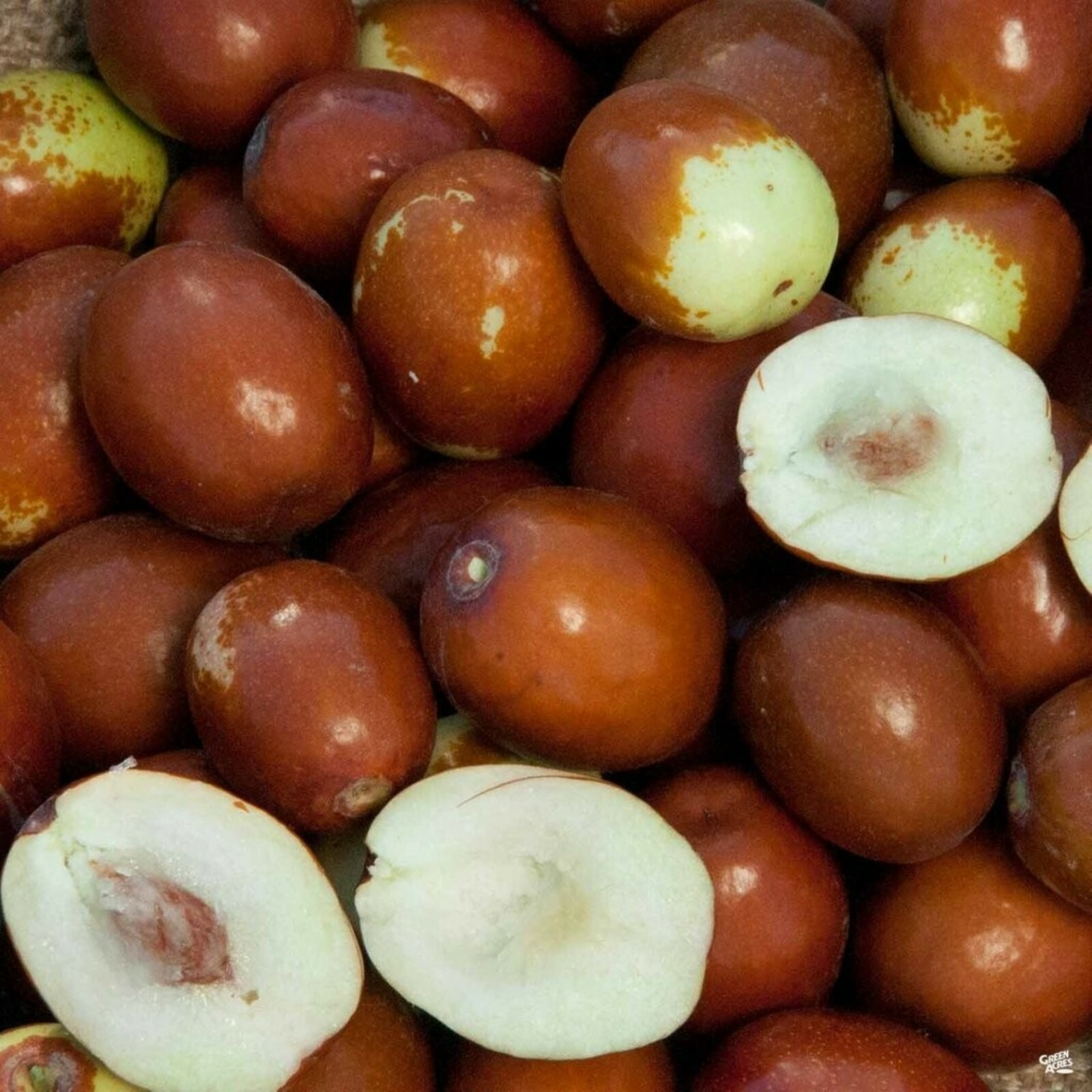 Sugarcane Jujube chinese Date Ziziphus jujuba live plant & seeds fast grow bulk