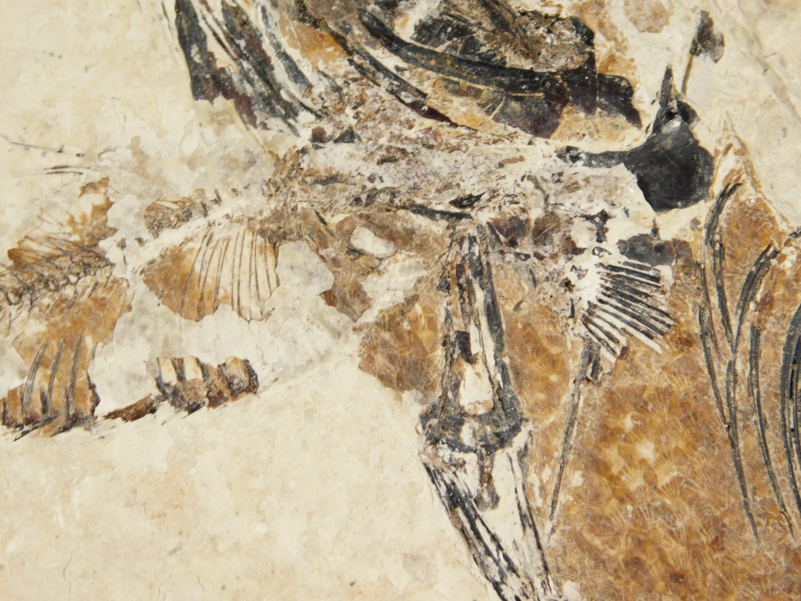 TWO! 100% Natural Knightia FISH Fossils From Wyoming! 282gr