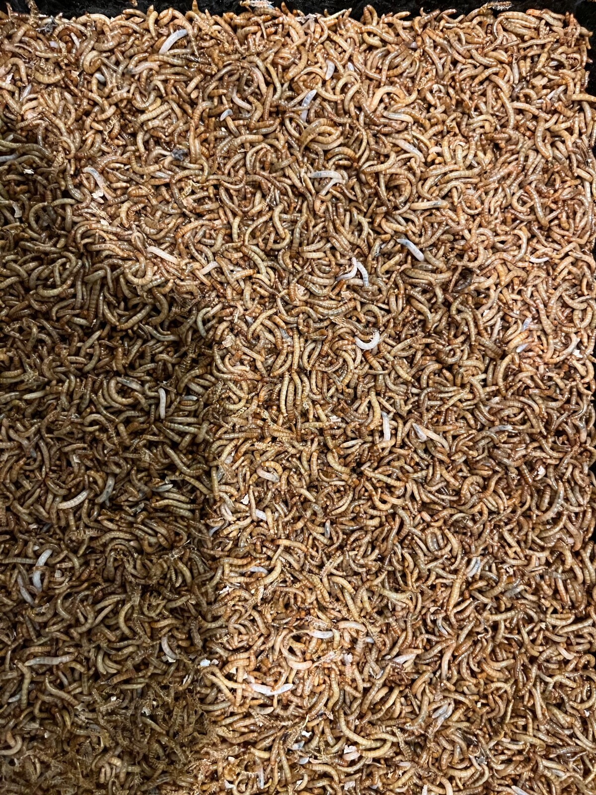 Live Mealworms - 25 - 2000 ct - Reptile, Bird, Fish Feed