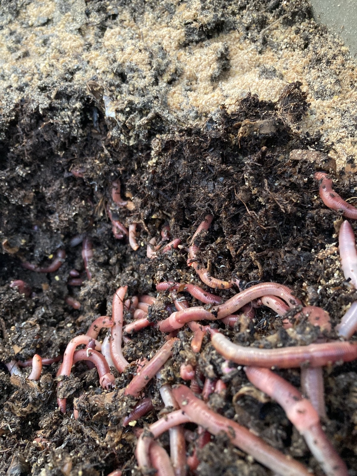 Bait worm European nightcrawler 200