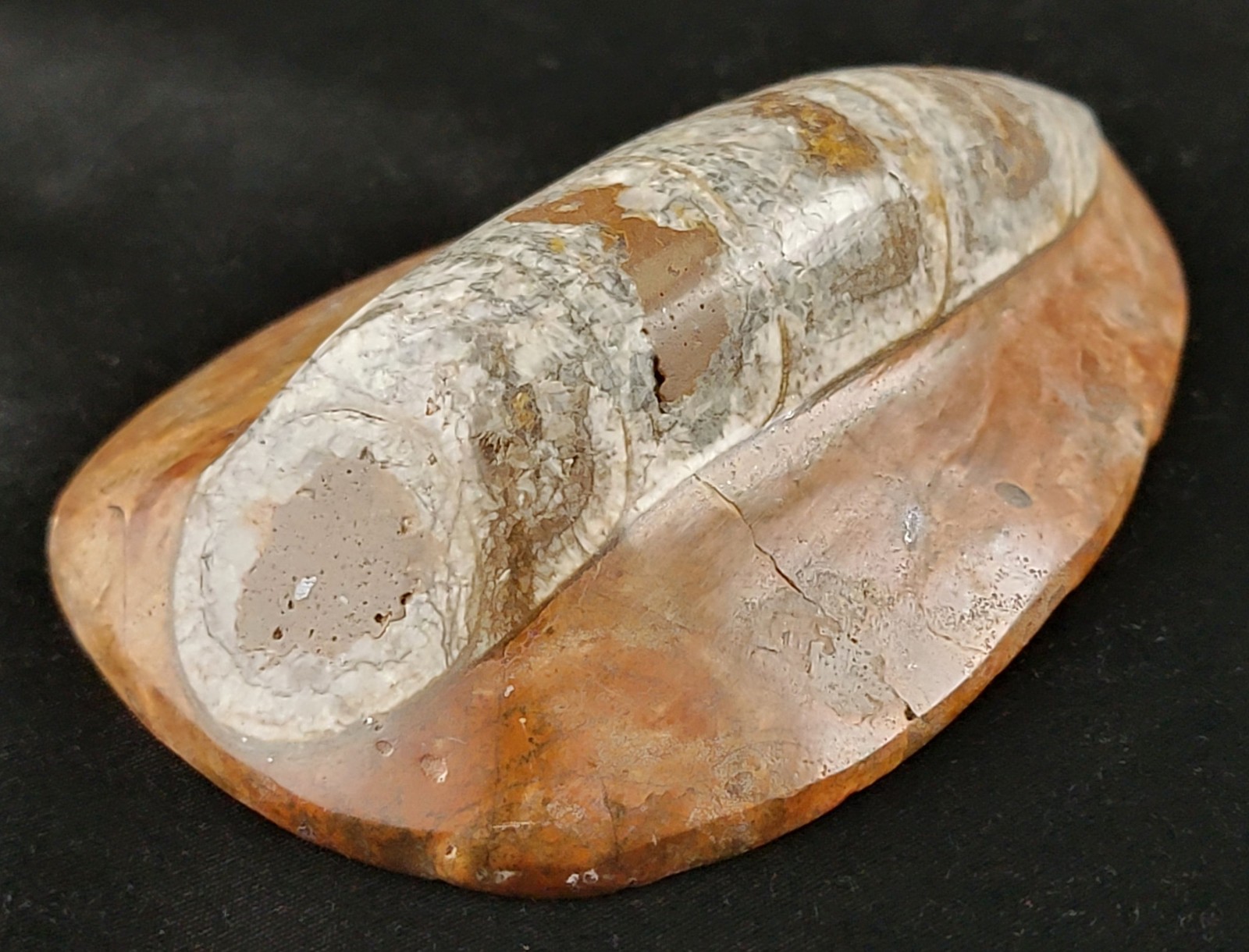 Vintage Ancient Orthoceras Squid Shell Fossil Morocco Approx 3.5" & 4.5" Lot of