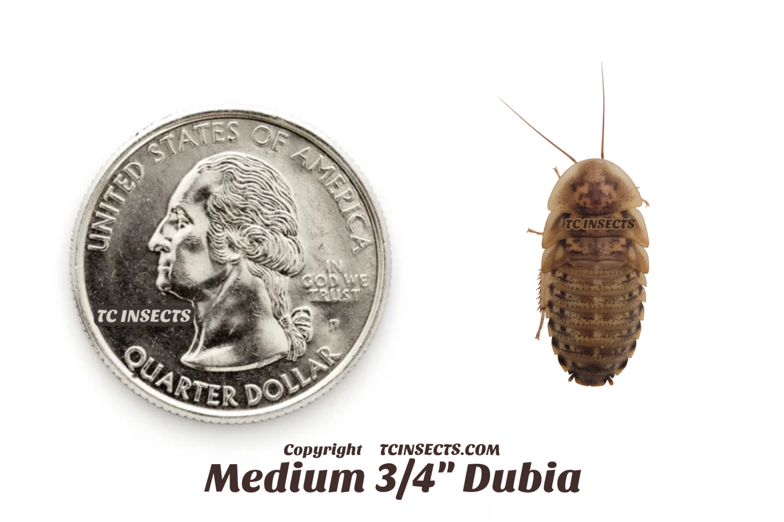 Dubia Roaches | Small, Medium, Large | Live Arrival & FREE SHIPPING NATIONWIDE!