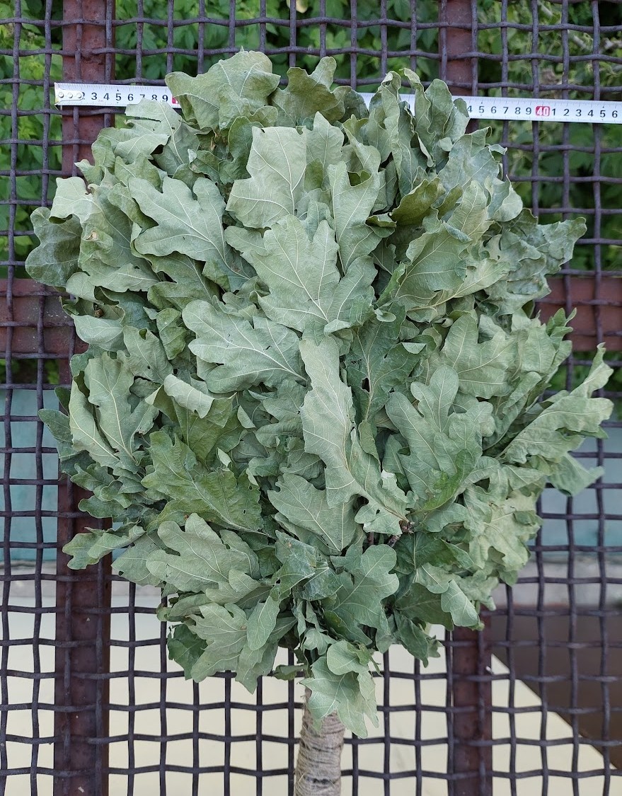 12st Oak brooms+herbs sauna banya venik whisks Eiche eco 2025 Ukrainian free shi