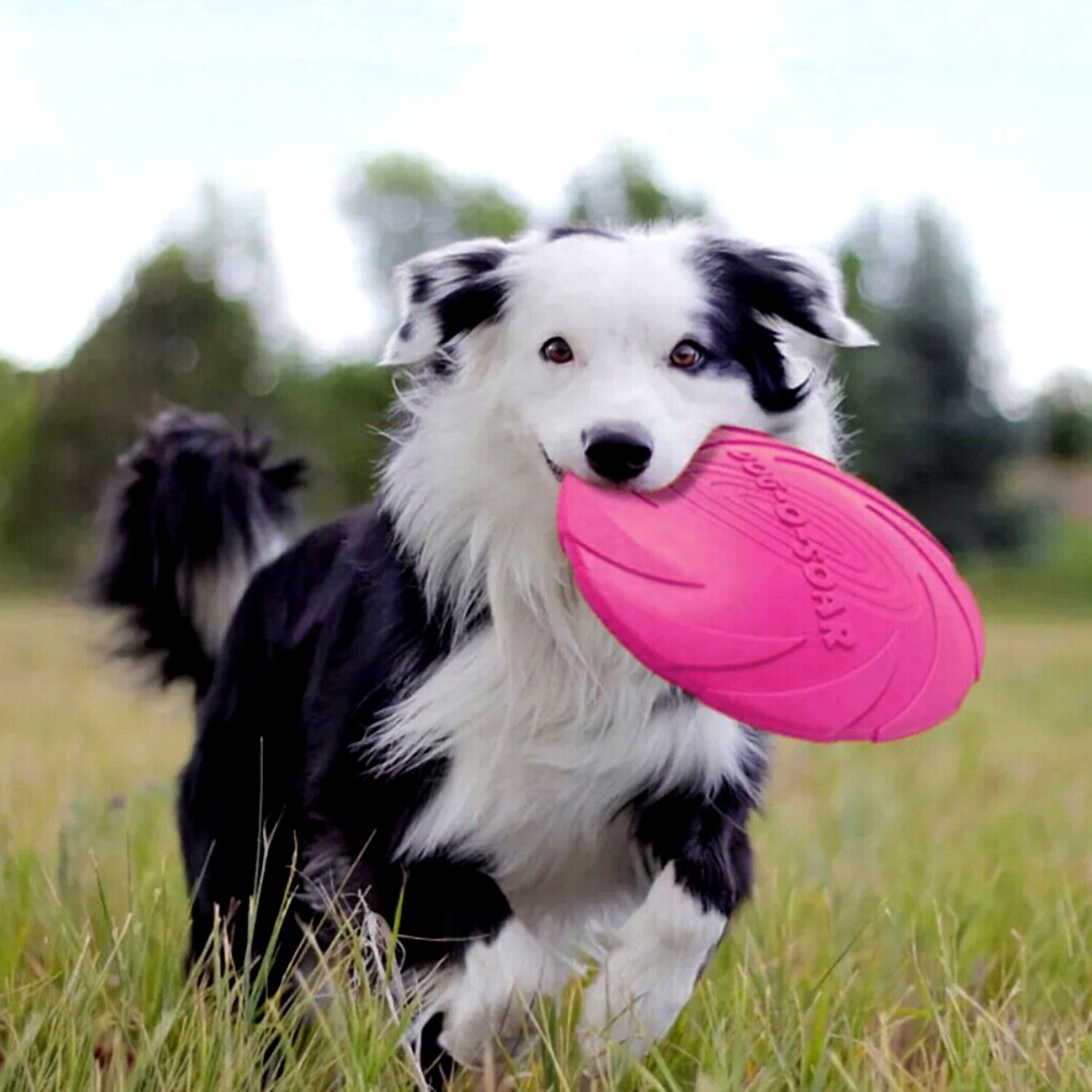 Dog Toy Flyer Flexible Durable Frisbee Disc LARGE Chew Fetch Toys