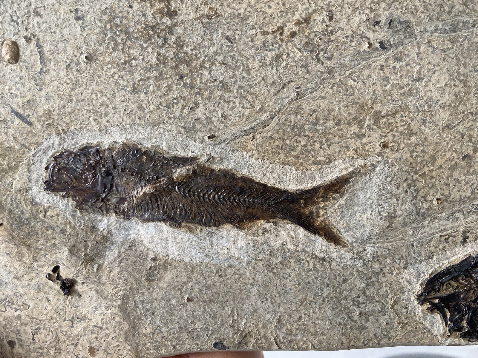 Killer Post Dinosaur Age Fish Fossil Mortality Plate Acid Prep Bottom Cap GRF