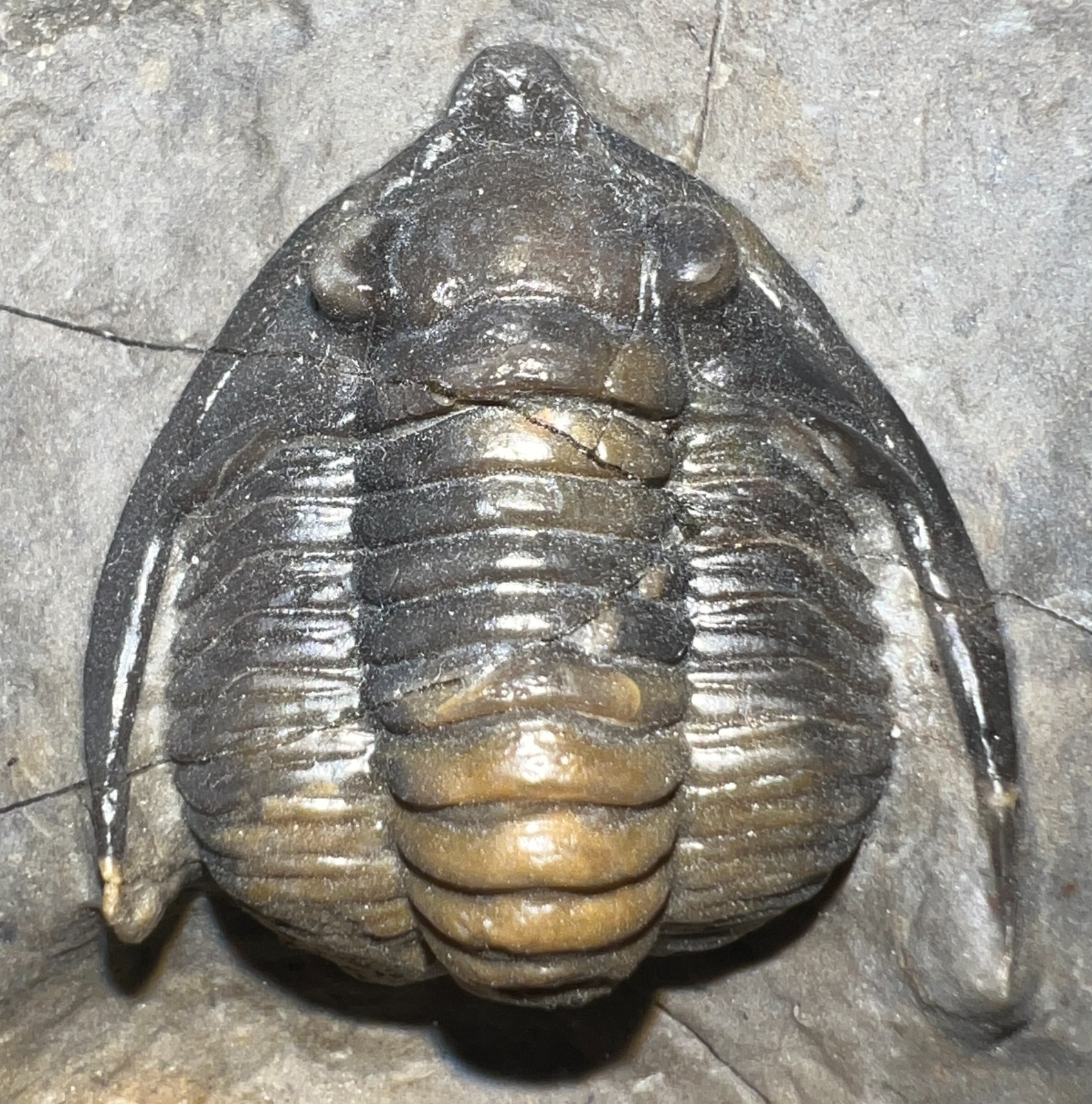 GEM Rare Pre Dinosaur Fossil TRILOBITE DIADEMAPROETUS ANTATLASIUS 1.5 INCHES!