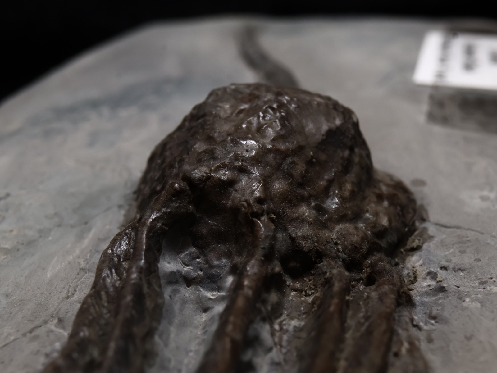 Stately Caryocrinites ornatus Fossil, Crinoid Relation, Middleport, New York