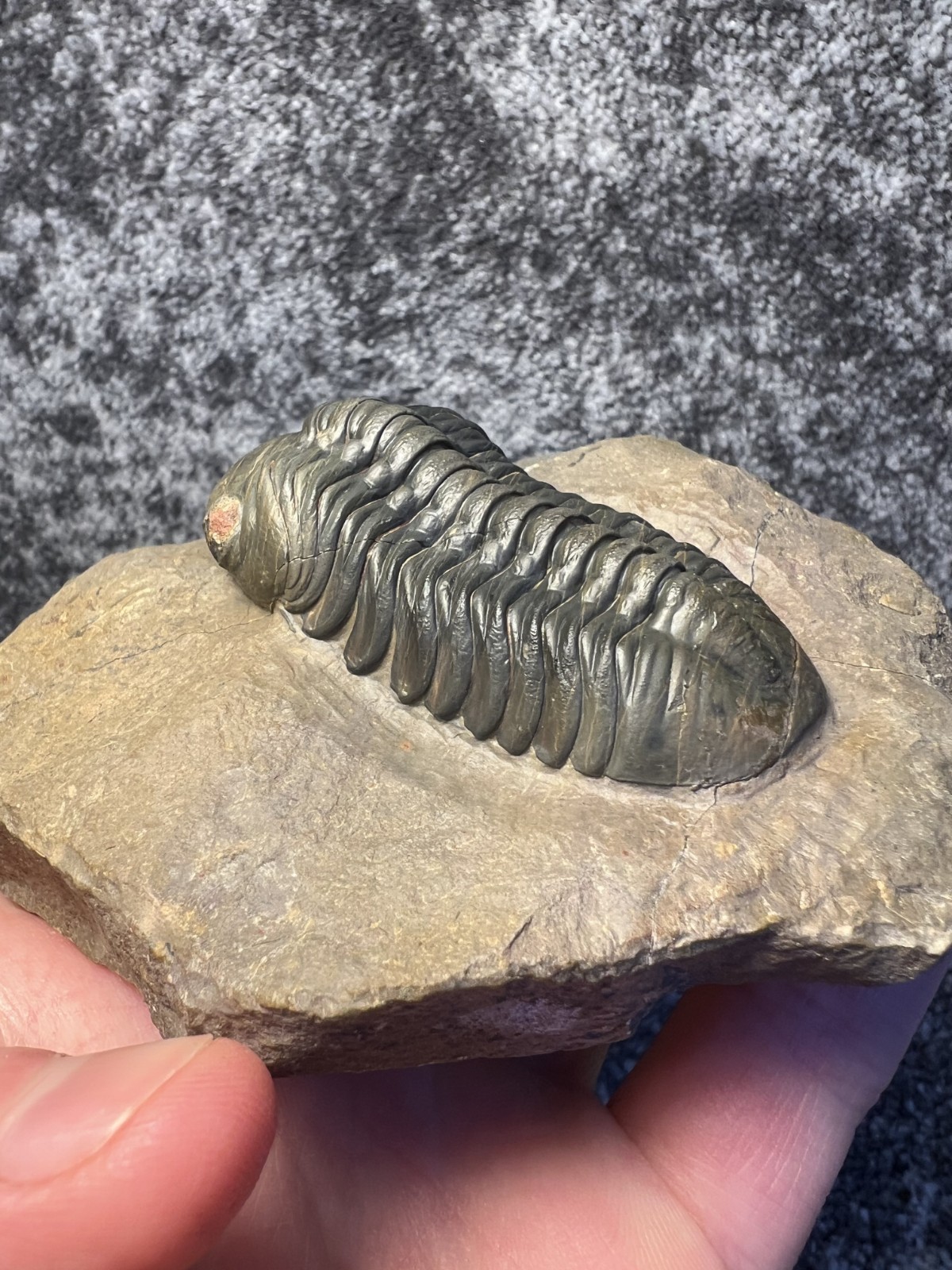Reedops Trilobite Fossil – Detailed Collector Specimen