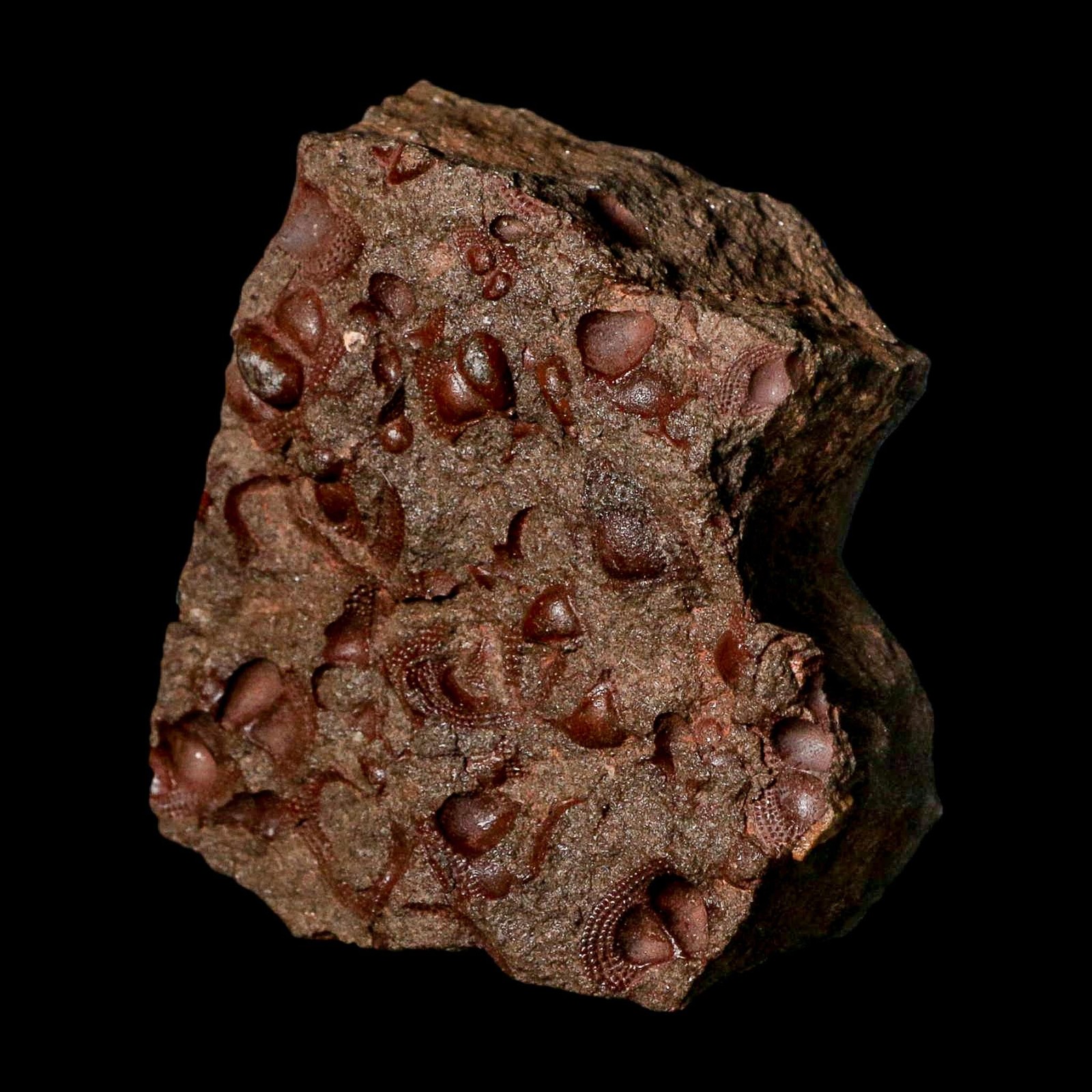 3.1" Trilobite Mortality Plate Fossil Devonian Age 400 Million Years Old COA