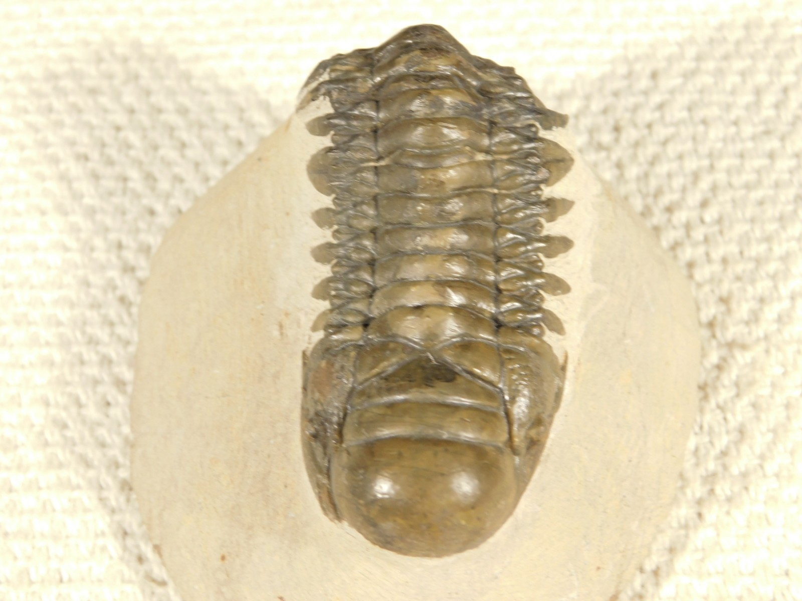 Larger! Crotalocephalina TRILOBITE Fossil 100% Natural Morocco 225gr