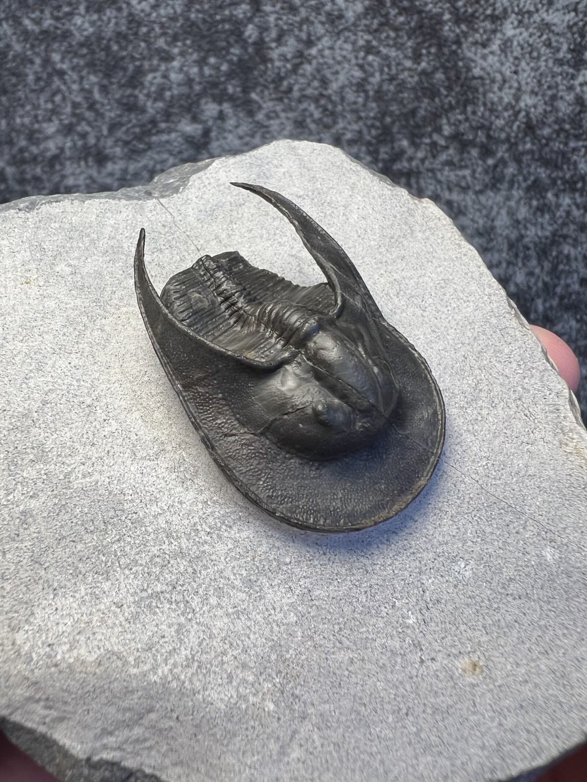 Harpes aff. perradiatus Trilobite Fossil – Attractive Specimen