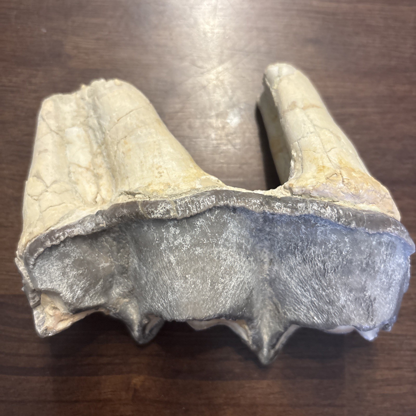 Rhino Lower molar Titanothere Late Eocene 35 Mill Fossil